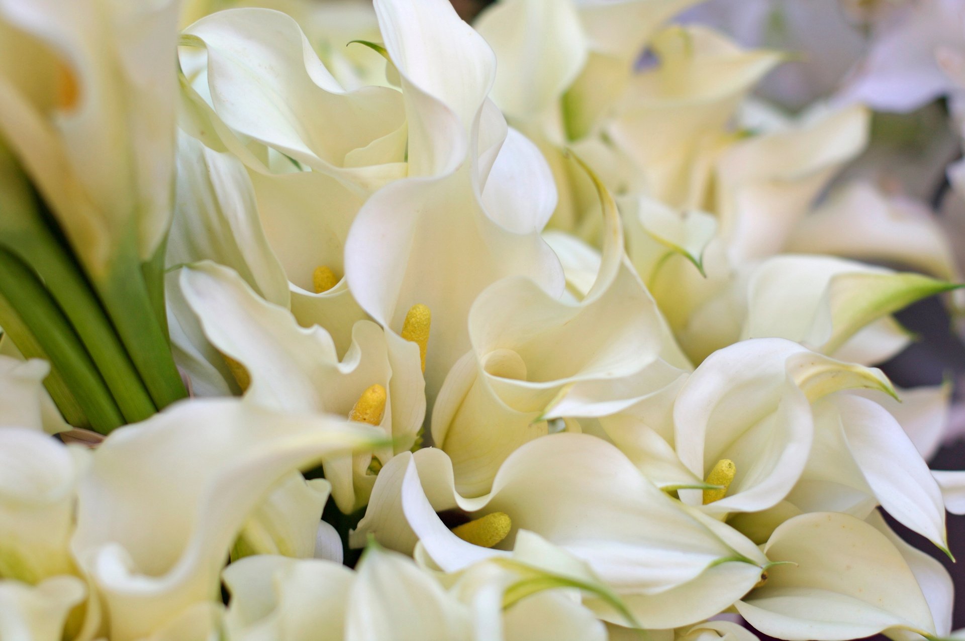 Calla Lillies